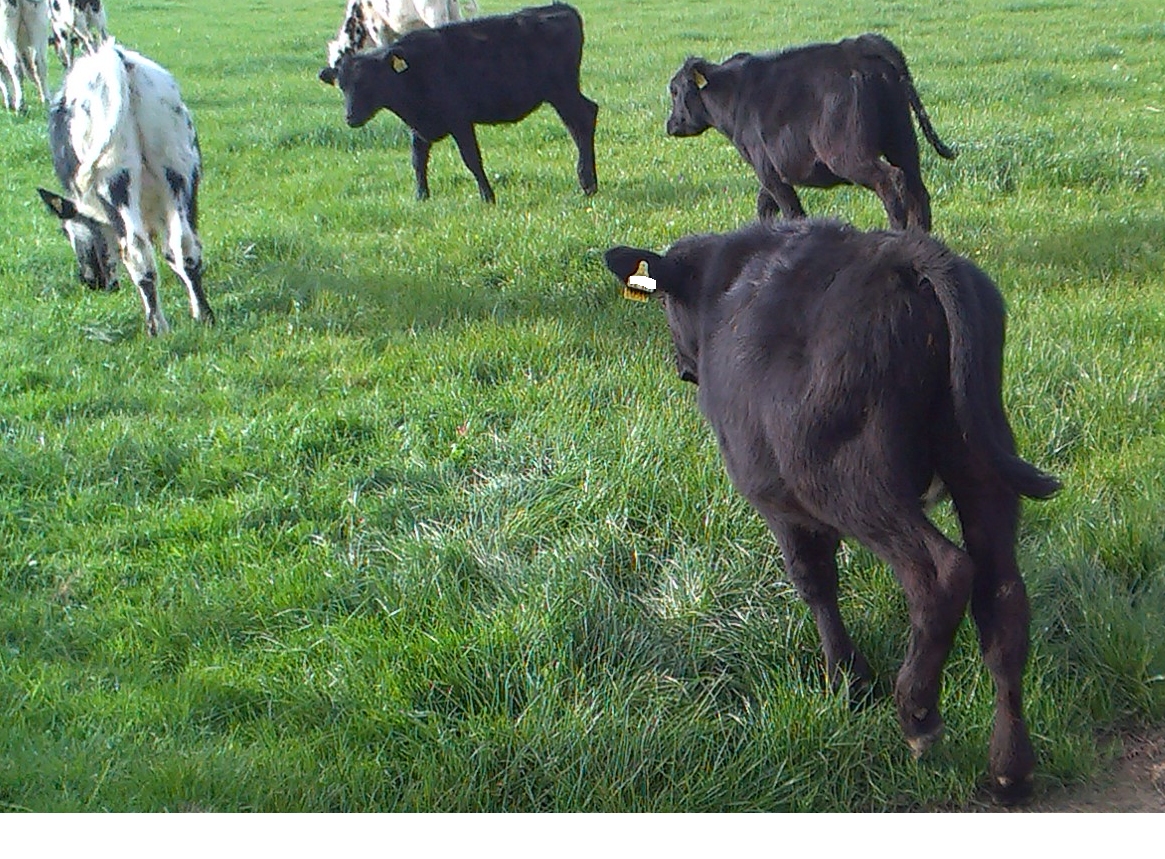 Angebote: - Kälber/ Rinder für Direktvermarktung, Anguskreuzungen - Kreuzung Fleischrind x Milchrind (XFM 98) - Siegen