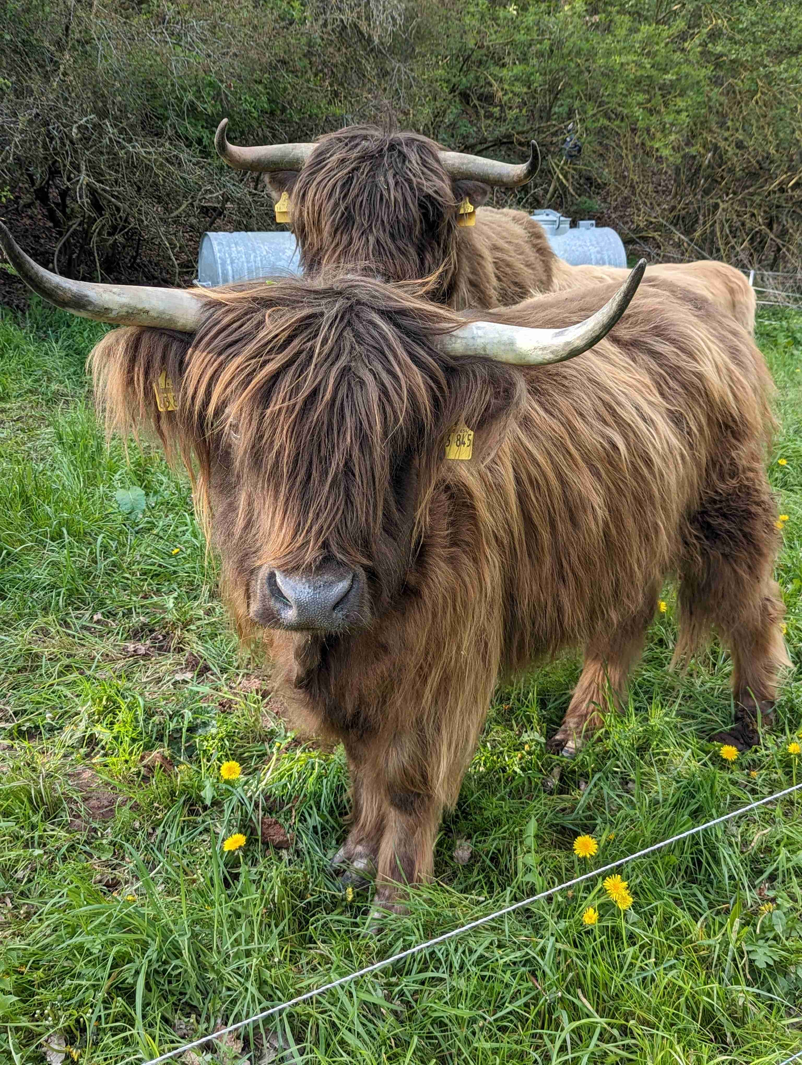 Angebote: - Tausch Highland Cattle Kuh - Highland Cattle - Münchhausen