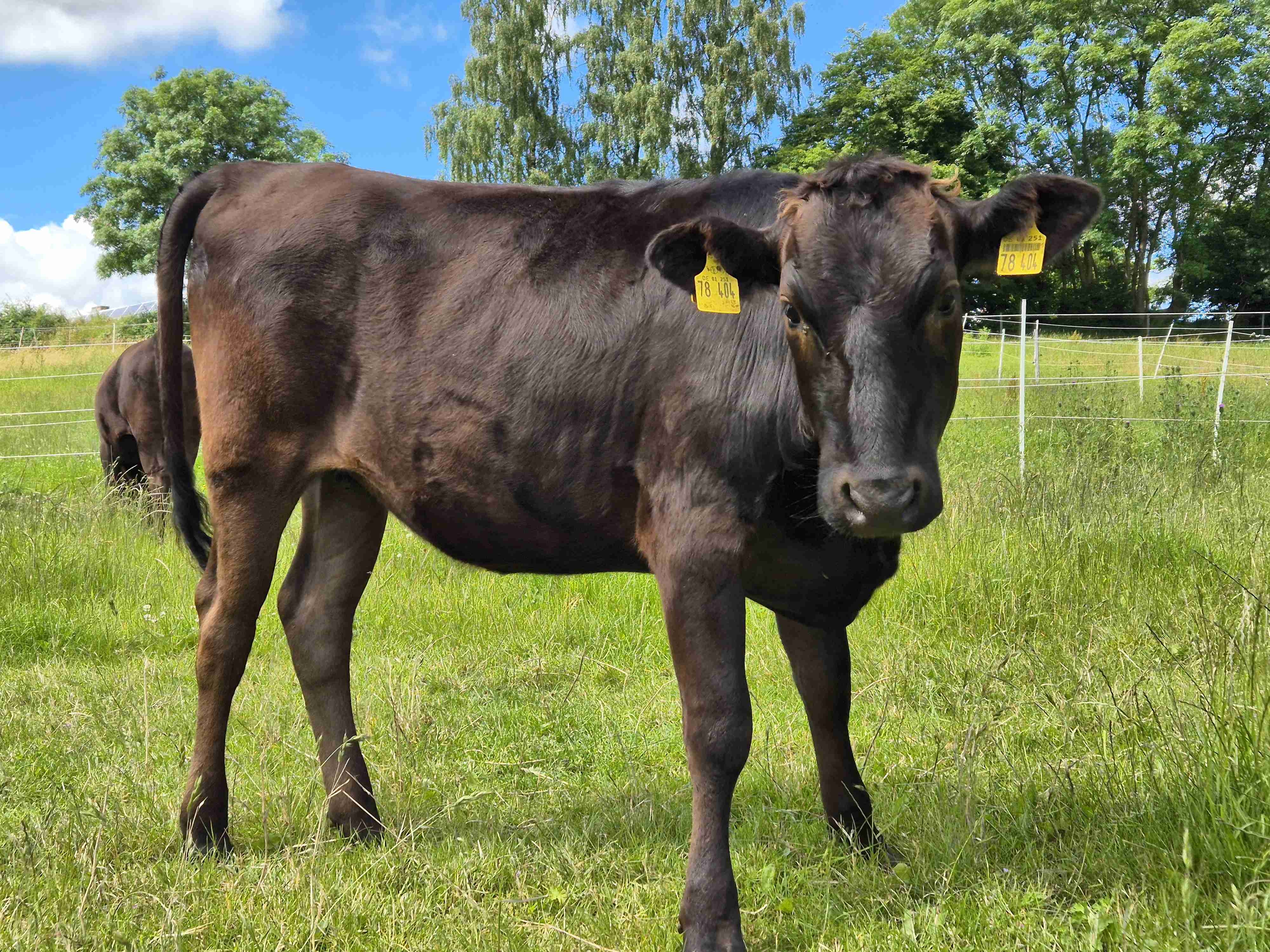 Angebote: - Wagyu Fullbloodwagyu Färse - Wagyu - Grauel