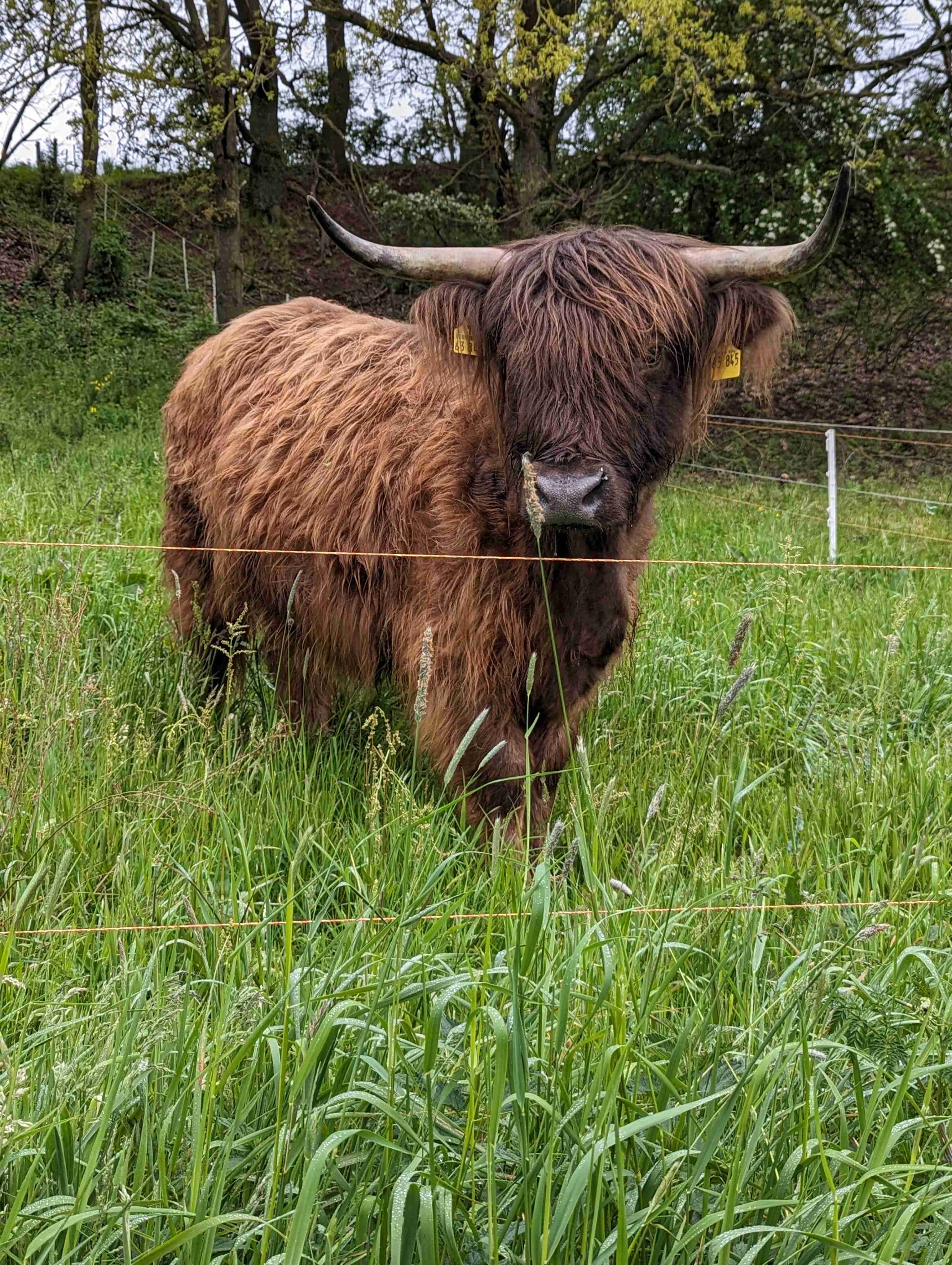 Angebote: - Tausche - Highland Cattle - Münchhausen