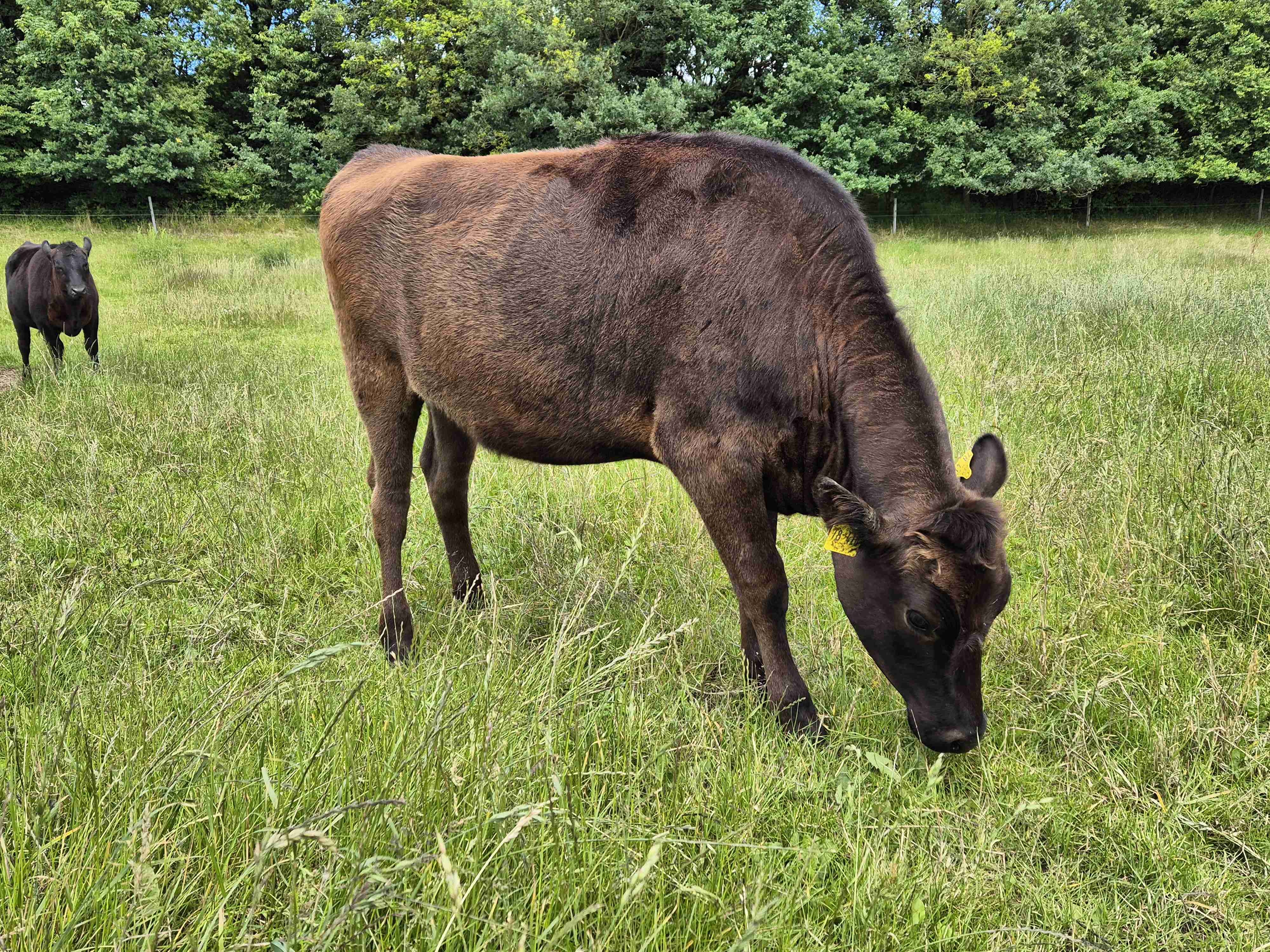 Angebote: - Wagyu Fullbloodwagyu Färse - Wagyu - Grauel