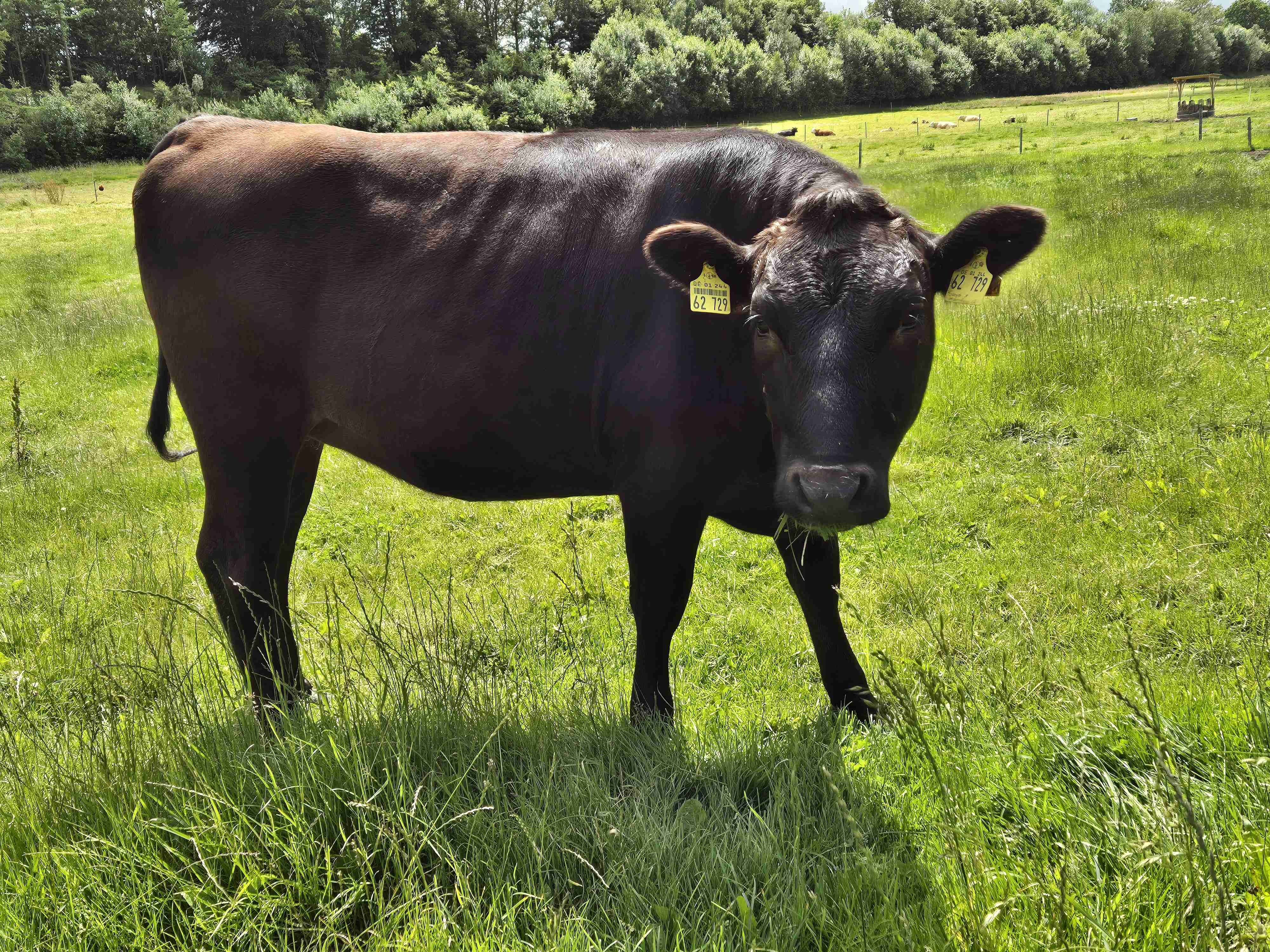 Angebote: - Wagyu Fullbloodwagyu Färse - Wagyu - Grauel