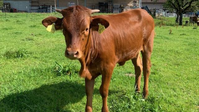 Angebote: - Texas Longhorn Kuhkalb - Texas Longhorn - Grünenbach/ Allgäu