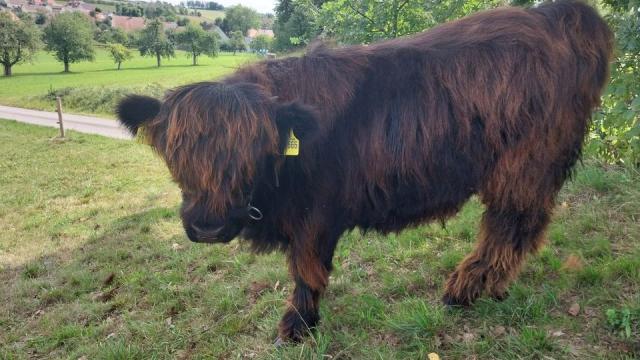 Angebote: - Highland Cattle Hochlandrind Jungbulle schwarz - Highland Cattle - Hohentengen