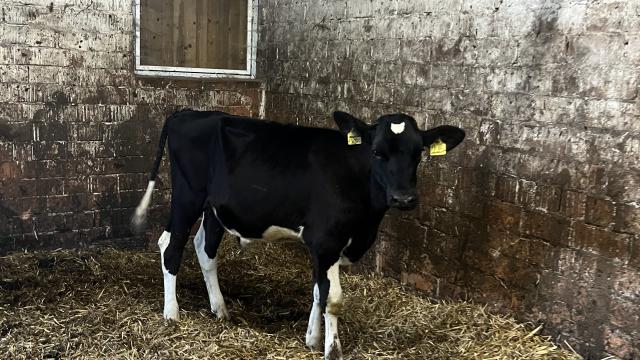 Angebote: - Zuchtbullen Holstein Schwarzbunt Bio - Schwarzbunt - Bad Arolsen