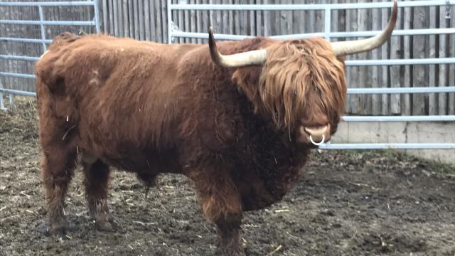 Angebote: - BULLE Schottische Hochlandrinder Highland Cattle - Highland Cattle - Wildeck