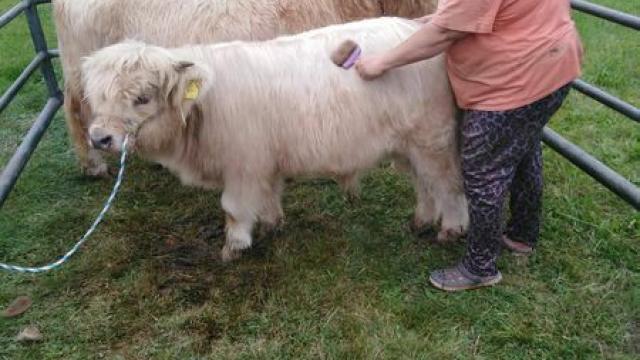 Angebote: - junge Schottische Highland Cuttle Bullen Highland Rinder - Highland Cattle - Brakel