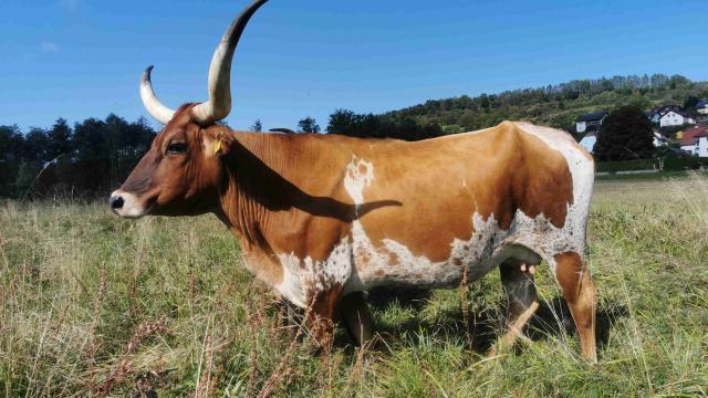 Angebote: - Texas Longhorn Kuh trächtig - Texas Longhorn - Pöggstall