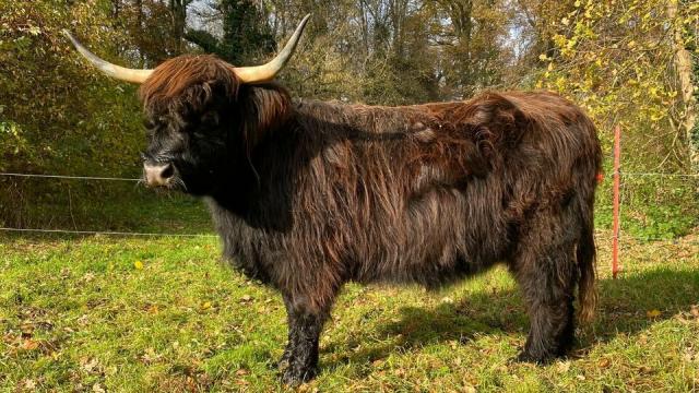 Angebote: - Highland Cattle Färse / Schottisches Hochlandrind / tragend - Highland Cattle - Winterfeld