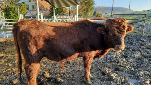 Angebote: - Texas Longhorn Bulle zu verkaufen - Texas Longhorn - Weißenburg in Bayern