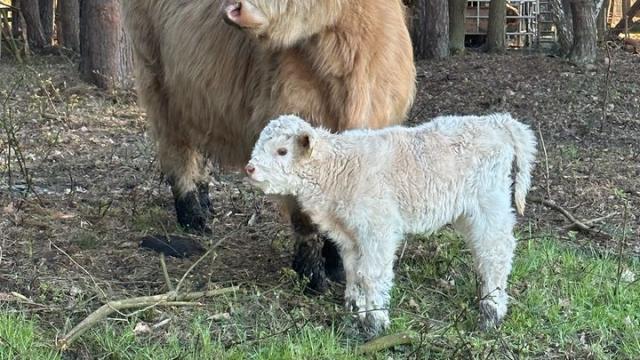 Angebote: - Highland cattle mutter mit kalb hochlandrind highlander - Highland Cattle - Celle