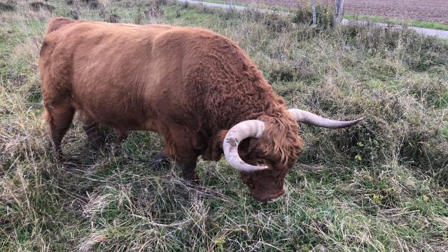 Angebote: - Highland Bulle - Highland Cattle - Zierenberg