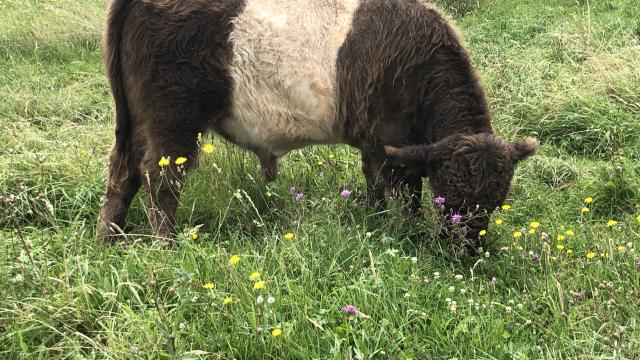 Angebote: - Dun Belted Galloway Bulle Herdbuch Bio - Galloway - Kirchhain