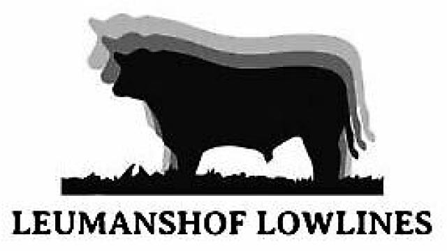 Angebote: - Lowline Angus ,Lowline Cattle, Embryonen, Trägertiere tragend - Angus - Kevelaer