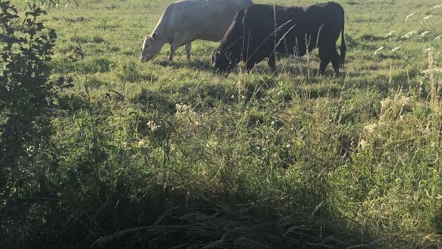 Angebote: - Zuchtbulle zu Verkaufen - Wagyu - Blankenese