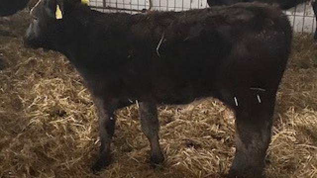 Angebote: - Wagyu F 1Bullen Absetzer zu verkaufen - Wagyu - Wolfschlugen