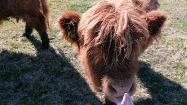 Angebote: - Verkaufe Schottisches Bio Hochlandrind Highland weiblich - Highland Cattle - Nußdorf