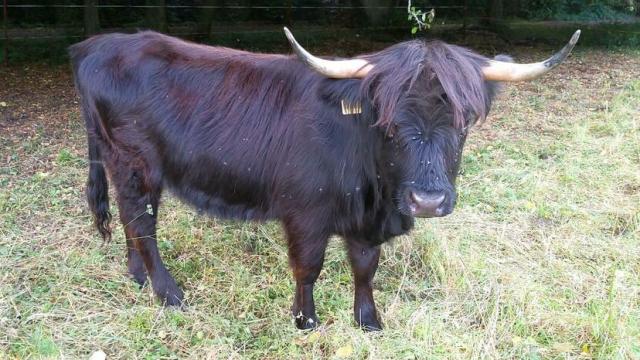 Angebote: - Highland Färse - Highland Cattle - Südharz OT Stolberg