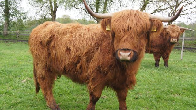 Angebote: - Schottisches Hochlandrind zu verkaufen - Highland Cattle - Hammah