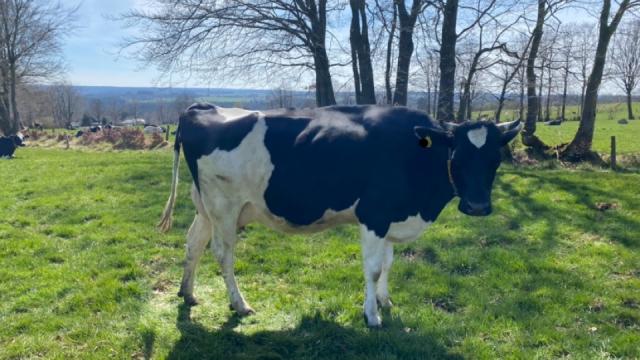 Angebote: - Holstein schwarzbunt - Schwarzbunt - Monschau