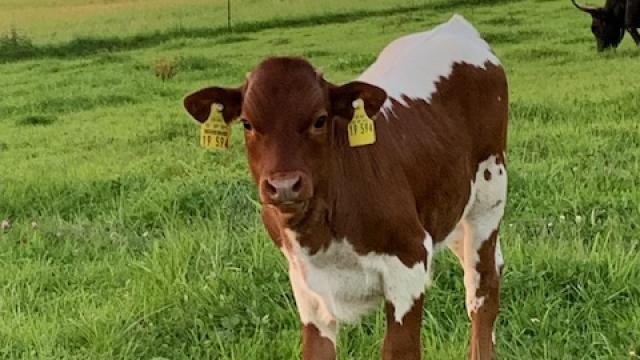 Angebote: - Texas Longhorn Bullenkalb bio - Texas Longhorn - Grünenbach/ Allgäu