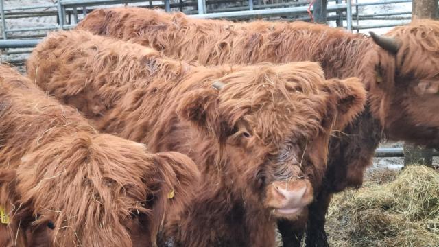Angebote: - Absetzer Highland Cattle - Highland Cattle - Bleckede