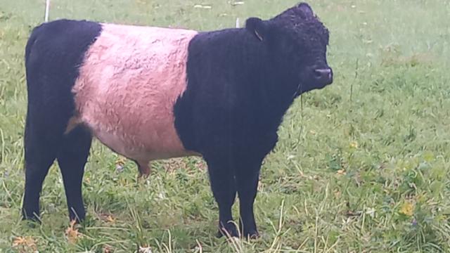 Angebote: - Black Belted Galloway Bulle - Galloway - Arnstadt