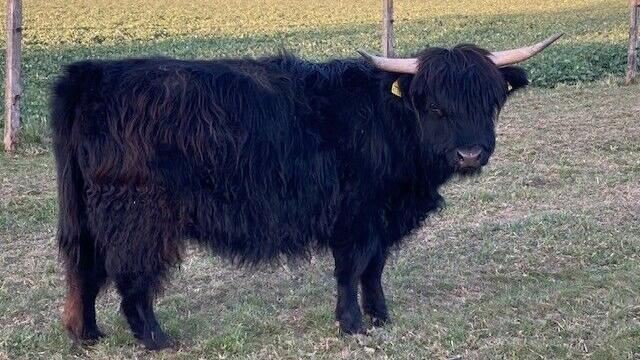 Angebote: - Highland Cattle Färse - Highland Cattle - Ennigerloh