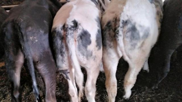 Angebote: - Rinder bzw. Kreuzungs fresser zu verkaufen - Kreuzung Fleischrind x Milchrind (XFM 98) - Clenze