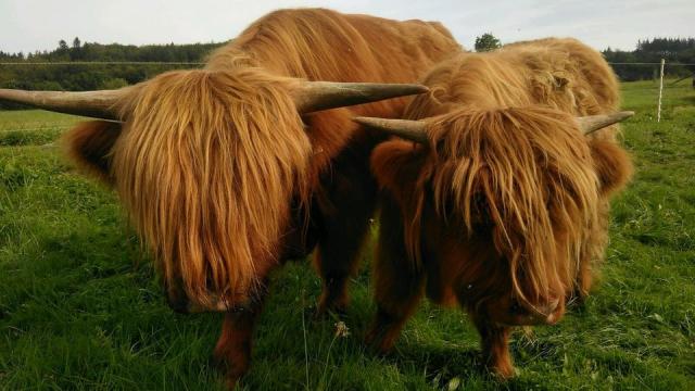Angebote: - Highland Cattle Hochlandrind Bullen Bio - Highland Cattle - Wollmerath