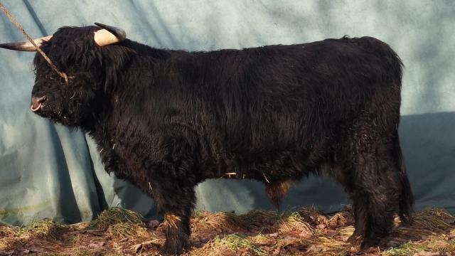 Angebote: - Caleb Dubh von Fürstenberg steht zum Verkauf - Highland Cattle - Lichtenfels
