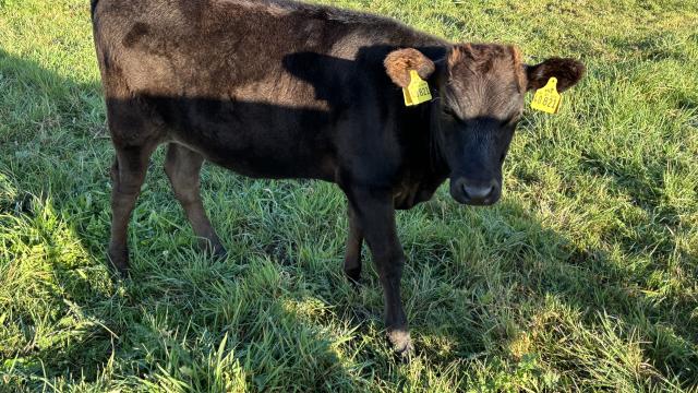 Angebote: - Wagyu Fullblood Herdbuch Absetzerkalb weiblich - Wagyu - Sumte