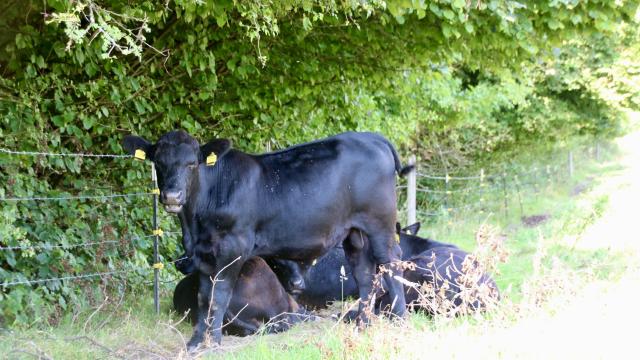 Angebote: - Aberdeen Angus Jungbullen, Absetzer, Bullen bio - Angus - Osterode am Harz