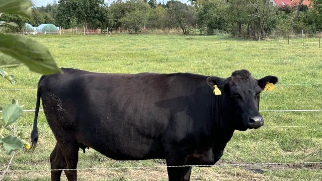 Angebote: - Zwei Wagyu  Herdbuch Zuchtrinder Fullblood mit 1 Kalb - Wagyu - Sumte