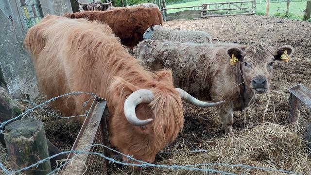 Angebote: - HIGHLÄNDER MAMA TRAGEND UND MISCHLING KIND - Highland Cattle - Norbert Bahr