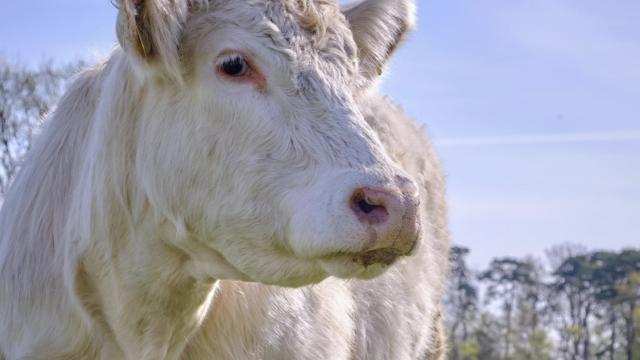 Angebote: - Fleischrassen Kühe - Limousin - Bocholt