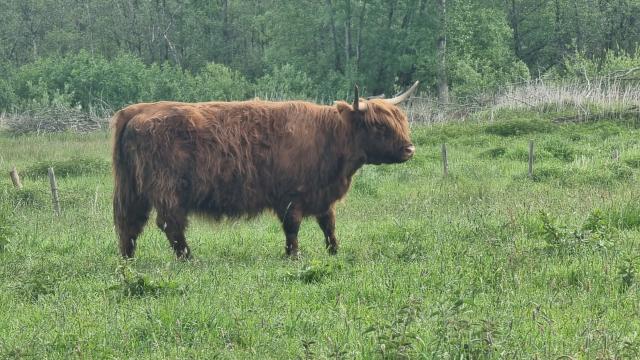 Angebote: - Highland cattle - Highland Cattle - Bad Segeberg