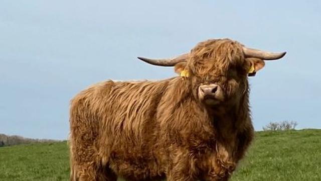 Angebote: - Highland Bulle - Highland Cattle - Wincheringen