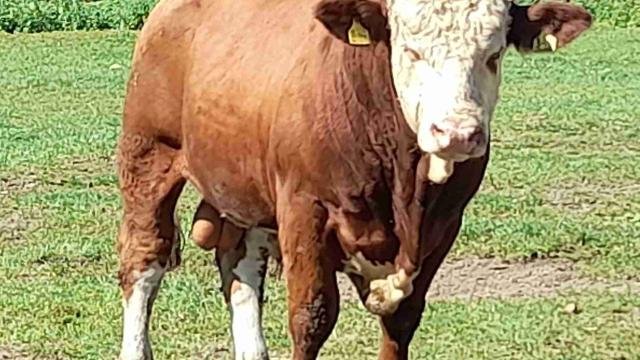 Angebote: - Fleckvieh Fleisch Bullen - Fleckvieh Fleischnutzung - Rot am See