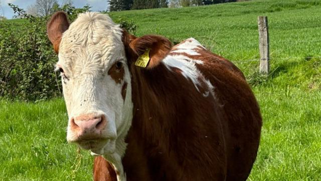 Angebote: - Bio Rinder zu verkaufen - Fleckvieh - Bessenbach