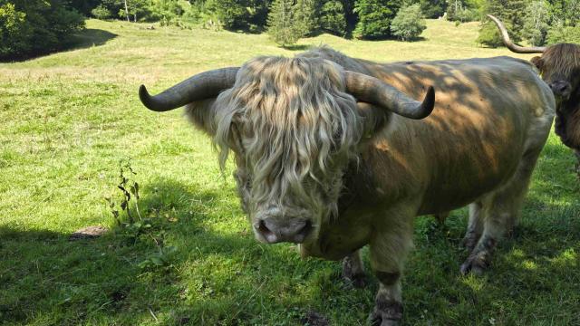 Angebote: - Highland Cattle Stier weiß - Highland Cattle - Waltenhofen