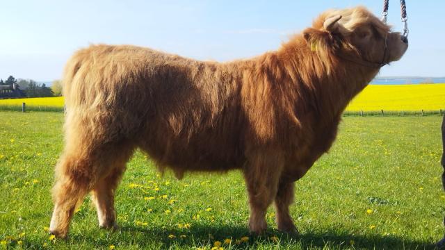 Angebote: - Highland Jungbulle - Highland Cattle - Pepelow