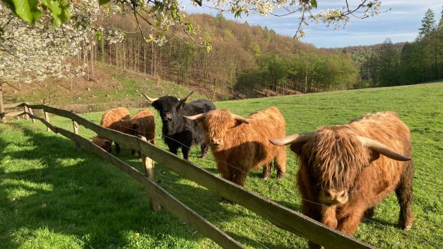 Angebote: - Schottische Hochland-Rinder (Absetzer, Kuh, Deckbulle) - Highland Cattle - Bockelnhagen