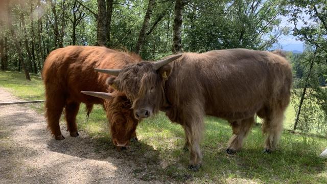 Angebote: - Highland Cattle, Kanadische Genetik, Herdbuch A, BIO, Halfterführig - Highland Cattle - Pabneukirchen/Oö