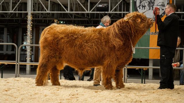 Angebote: - Highland Cattle Bulle (8|8|8) von 02/2020 - Highland Cattle - Rahden