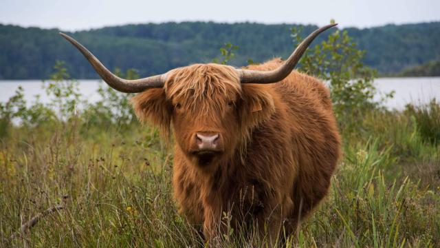 Angebote: - Kaufe Herde Highland - Highland Cattle - Stettin