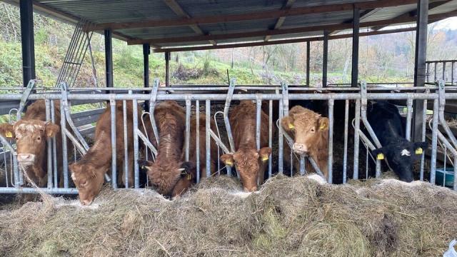 Angebote: - Kalb,Kälber, Highlind-Limousin - Highland Cattle - Neumagen