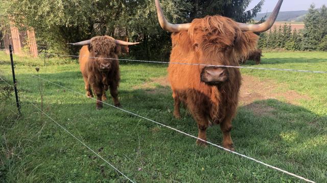 Angebote: - Schottisches Hochlandrind - Highland Cattle - Königsee