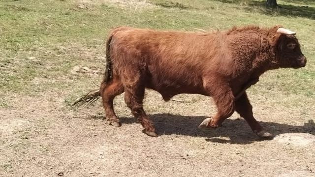 Angebote: - Highlands Cattle Herde - Highland Cattle - Südharz OT Stolberg