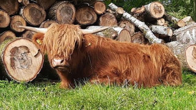 Angebote: - Hochlandrind Jungbulle " Chap von der Allgäuer Hochlandrinderzucht " - Highland Cattle - Osterzell